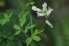 Climbing Corydalis (Ceratocapnos claviculata), Barrow Hills NR.