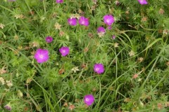 Bloody Cranesbill (Geranium sanguineum), Malham Tarn