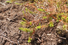 Crowberry (Empetrum nigrum), Holme Moss, Yorkshire.