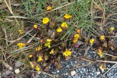 Coltsfoot (Tussilago farfara), Potteric Carr.