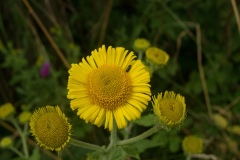 Common Fleabane - Pulicaria dysenterica, Lindrick Golf Course.