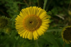 Common Fleabane - Pulicaria dysenterica, Lindrick Golf Course.