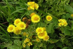 Common Fleabane (Pulicaria dysenterica), Bentley Community Woodland.