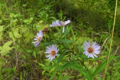 Confused Michaelmas Daisy (Aster novi-belgii), Treeton.