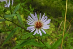 Confused Michaelmas Daisy (Aster novi-belgii), Treeton.