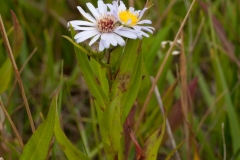 Narrow-leaved Michaelmas Daisy (Aster lanceolatus), High Hazels, Sheffield