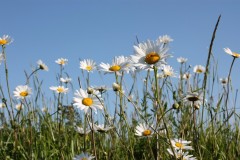 Ox-eye Daisy (Leucanthemum vulgare), Gibralter Point, Lincs