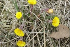 Coltsfoot (Tussilago farfara), Cusworth Hall & Park.