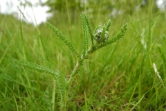 Yarrow (Achillea millefolium), Clumber Park, Notts.