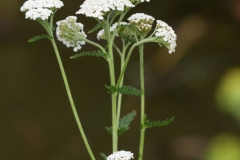 Yarrow (Achillea millefolium), Clumber Park, Notts.