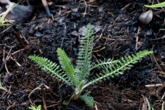 Yarrow (Achillea millefolium), Danes Hill NR, Notts.