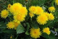 Dandelion (Taraxacum spp), Hebden Bridge, Yorkshire.