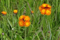 Fox and cubs (Pilosella aurantiaca), Doncaster.