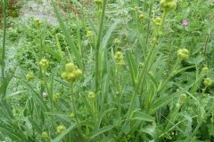 Perennial Sow-thistle (Sonchus arvesis), Cusworth Hall