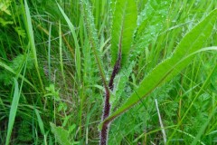 Bristly Ox tongue (Picris echioides), Upton Country Park.