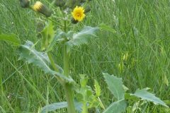 Smooth Sow-thistle (Sonchus oleraceus), Lakeside, Doncaster.