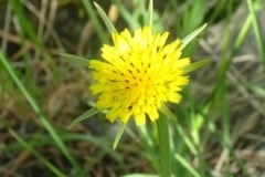 Goatsbeard (Tragopogon pratensis), Edlington Pit Wood.