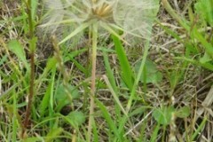 Goatsbeard (Tragopogon pratensis), Edlington Pit Wood.