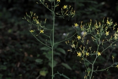 Wall Lettuce (Mycelis muralis), Anston Stones Wood.