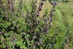 Black Horehound (Ballota nigra), Brockadale.