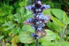 Bugle (Adjuga reptans), Wadworth Wood.