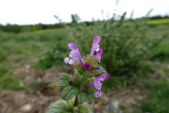 Henbit Deadnettle (Lamium amplexicaule), Finningly Airfield