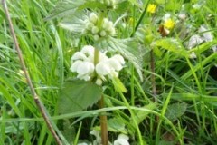 White Deadnettle (Lamium album), Cusworth Hall & Park.