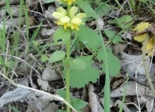 Yellow Archangel (Lamium galeobdolon), Melton Wood.