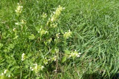 Large-flowered Hemp-nettle (Galeopsis speciosa), Carr Lodge.