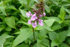 Marsh Woundwort (Stachys palustris), Brockadale.