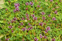 Self-heal (Prunella vulgaris), Garden, Intake, Doncaster.