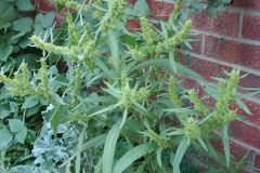 Marsh Dock - Rumex palustris, Geoff Carreck's garden from introduced stock.