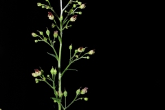 Common Figwort (Scrophularia nodosa), Whitwell Wood, Derbyshire.