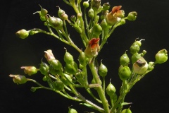 Common Figwort (Scrophularia nodosa), Whitwell Wood, Derbyshire.