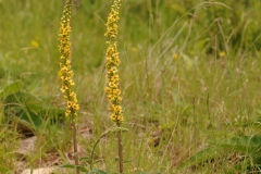 Dark Mullein (Verbascum nigrum), Barnack Hills & Holes, Cambridgeshire.