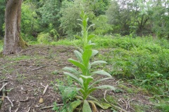 Great Mullein (Verbascum thapsus), Barrow Hills NR, Notts.