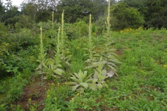 Great Mullein (Verbascum thapsus), Barrow Hills NR, Notts.