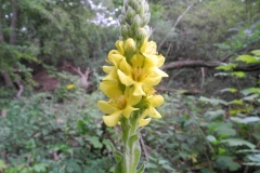 Great Mullein (Verbascum thapsus), Barrow Hills NR, Notts.