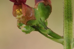 Water Figwort (Scrophularia auriculata), Norwood nr Harthill