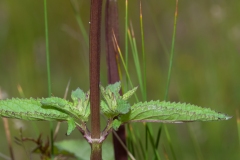 Water Figwort (Scrophularia auriculata), Bevercotes Pit Wood, Notts