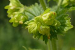 Yellow Figwort (Scrophularia vernalis), both m/way bridges Old Cantley.