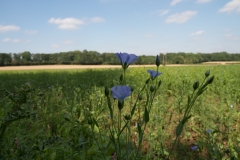 Cultivated Flax (Linum usitatissium), nr Letwell, Yorkshire