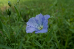 Cultivated Flax (Linum usitatissium), nr Letwell, Yorkshire