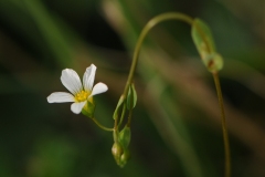 Fairy Flax (Linum catherticum), The Glebe, Wendsleydale.