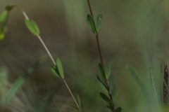 Fairy Flax (Linum catherticum), The Glebe, Wendsleydale.