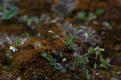 Fairy Flax (Linum catharticum), Quarry, Lindrick Dale, Yorkshire.