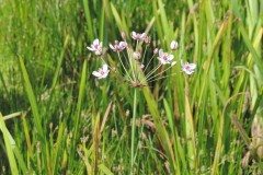 Flowering Rush (Butomus umbellatus), Bentley Community Woodland.