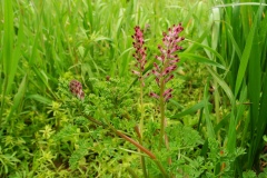 Common Fumitory (Fumaria officinalis), Whitwell Wood, Derbyshire