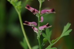 Common Fumitory (Fumaria officinalis), Lindrick