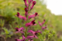 Common Fumitory (Fumaria officinalis), Clumber Park